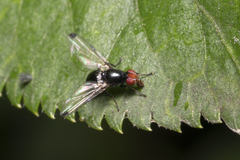 Seioptera vibrans