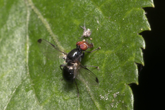 Seioptera vibrans