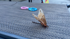 Callosamia angulifera