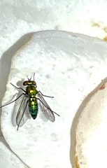 Dolichopodidae