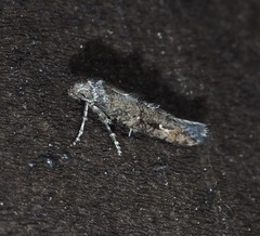 Epermenia albapunctella