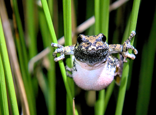 Gray Treefrog (Dryophytes versicolor), a species recorded in Delaware