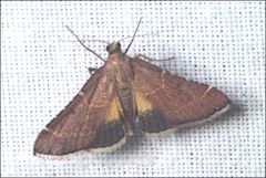 Persicoptera aglaopa