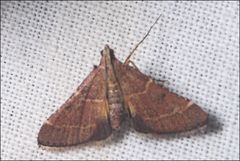 Persicoptera aglaopa