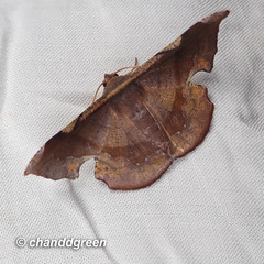 Fascellina chromataria