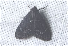 Stericta carbonalis