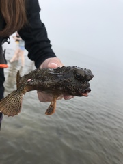 Ogcocephalus cubifrons
