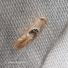 Hieromantis