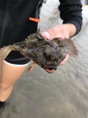 Ogcocephalus cubifrons