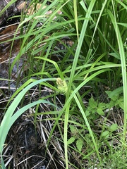 Carex retrorsa