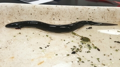 Siren intermedia