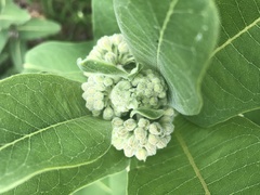 Asclepias syriaca
