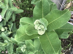 Asclepias syriaca