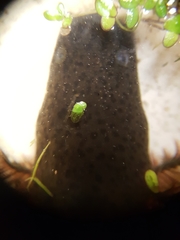 Siren intermedia