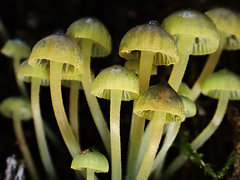 Mycena flavovirens