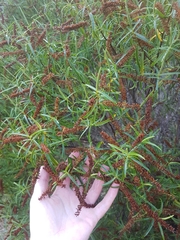 Veronica stenophylla
