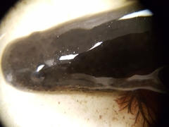 Siren intermedia