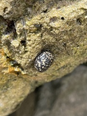 Nerita tessellata