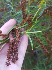 Veronica stenophylla