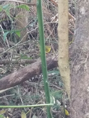 Myiothlypis flaveola