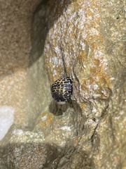Nerita tessellata