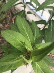 Asclepias incarnata