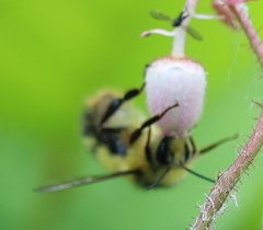 Bombus sitkensis