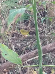 Myiothlypis flaveola
