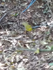 Myiothlypis flaveola