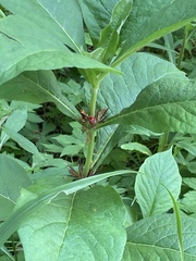Triosteum perfoliatum