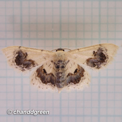 Idaea macrospila
