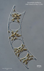 Eucampia zodiacus