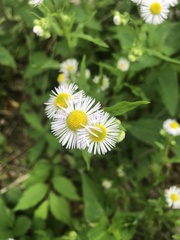 Erigeron