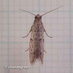 Copamyntis leptocosma