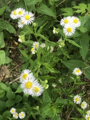 Erigeron
