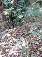 Myiothlypis flaveola