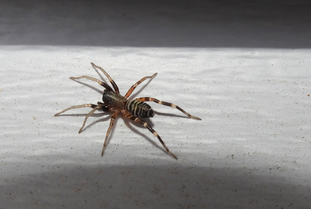 Variegated Ant-mimic Sac Spider
