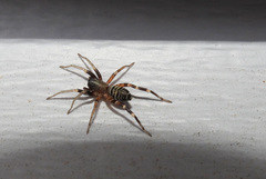 Variegated Ant-mimic Sac Spider