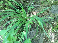 Carex backii