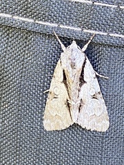 Acronicta funeralis