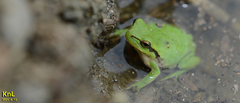 Hyla flaviventris