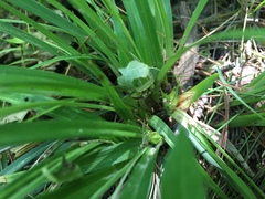 Carex backii