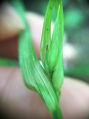 Carex backii