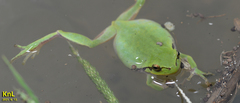 Hyla flaviventris
