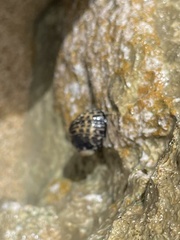 Nerita tessellata