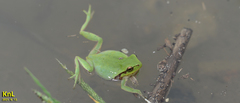 Hyla flaviventris
