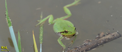 Hyla flaviventris