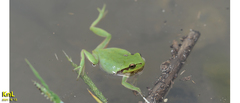 Hyla flaviventris
