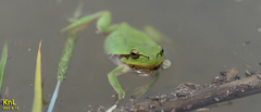 Hyla flaviventris