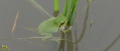 Hyla flaviventris
